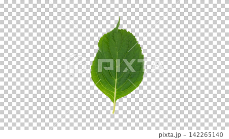 Hydrangea leaves, transparent background, macro. Hydrangea leaves, transparent background, macro. 142265140