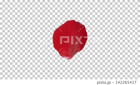 Red rose petals, transparent background, macro. Red rose petals, transparent background, macro. 142265417