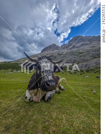 Cow resting on a field of dolomites mountains Cow resting on a field of dolomites mountains 142265531