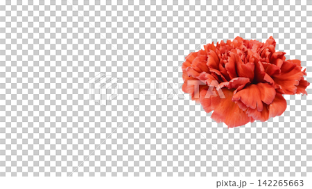 Red carnation, transparent background, macro. 142265663