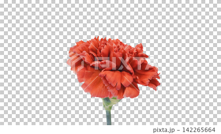 Red carnation, transparent background, macro. Red carnation, transparent background, macro. 142265664