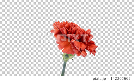 Red carnation, transparent background, macro. Red carnation, transparent background, macro. 142265665