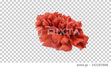 Red carnation, transparent background, macro. Red carnation, transparent background, macro. 142265666