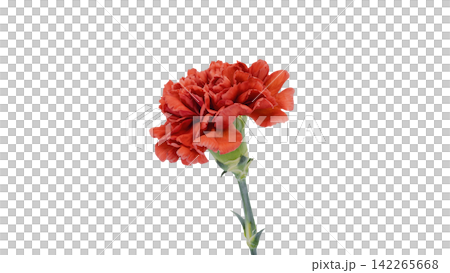 Red carnation, transparent background, macro. Red carnation, transparent background, macro. 142265668