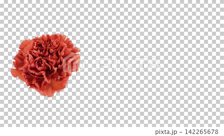 Red carnation, transparent background, macro. Red carnation, transparent background, macro. 142265678