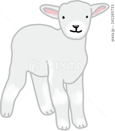 Cute White Little Lamb 142265733