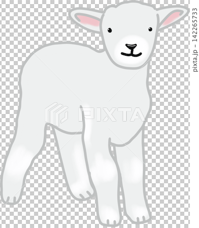 Cute White Little Lamb Cute White Little Lamb 142265733