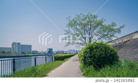 初夏の新緑がきらめく川沿いの遊歩道と青空の風景素材 142265892
