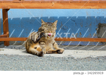 漁港で日向ぼっこする猫 漁港で日向ぼっこする猫 142265919