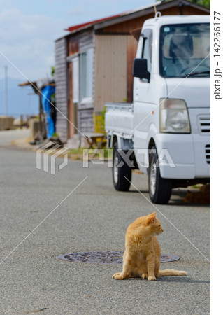 トラックと一緒に駐車している猫 142266177