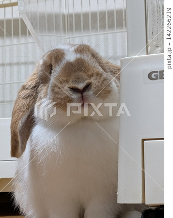 うさぎ うさぎ 142266219