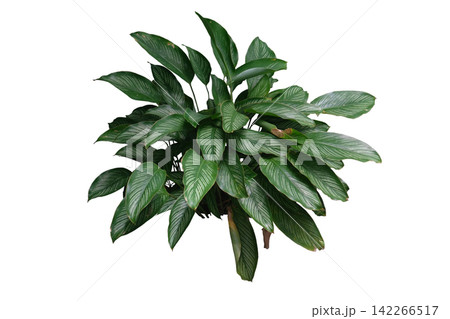 Calathea Ornata Calathea Ornata 142266517