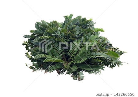 Cardboard Palm Tree (Zamia furfuracea) Cardboard Palm Tree (Zamia furfuracea) 142266550