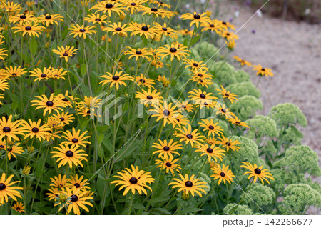 Yellow Rudbeckia and light green Sedum in colorful perennial garden Yellow Rudbeckia and light green Sedum in colorful perennial garden 142266677