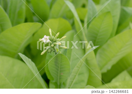 White tobacco flower and buds of Nicotiana tabacum among green leaves White tobacco flower and buds of Nicotiana tabacum among green leaves 142266681