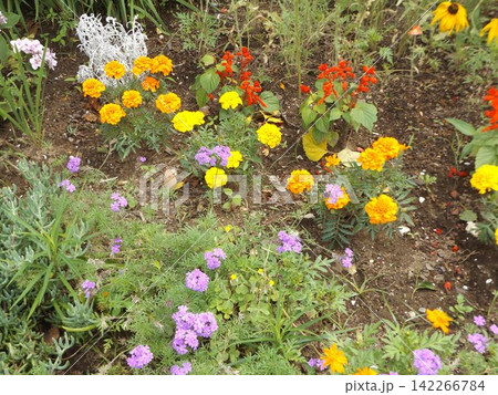 黄色のマリーゴルドと紫色バーベナの花と赤い花サルビア 黄色のマリーゴルドと紫色バーベナの花と赤い花サルビア 142266784