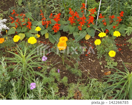 マリーゴールドの黄色い花とサルビアの赤い花 マリーゴールドの黄色い花とサルビアの赤い花 142266785