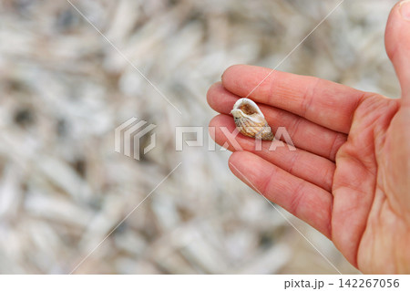 Small spiral seashell resting in a person's open hand on North Sea beach Small spiral seashell resting in a person's open hand on North Sea beach 142267056
