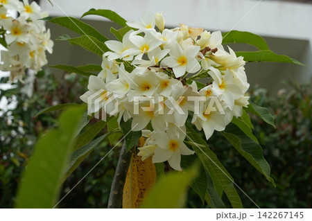 White Plumeria Flowers Blossoming in Garden White Plumeria Flowers Blossoming in Garden 142267145
