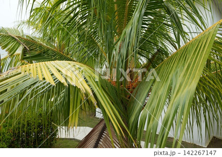 Coconut Palm Tree Foliage in Tropical Setting Coconut Palm Tree Foliage in Tropical Setting 142267147
