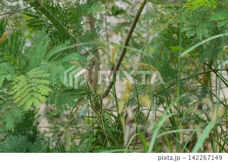 Verdant Vegetation with Grasses and Albizia julibrissin Tree Verdant Vegetation with Grasses and Albizia julibrissin Tree 142267149