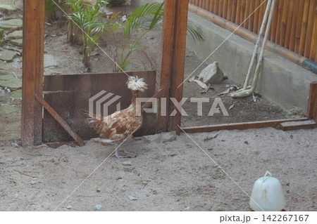 Polish Chicken in Enclosure Bird Photography 142267167