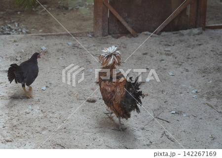 Two Chickens on Sandy Ground Outdoor Scene Two Chickens on Sandy Ground Outdoor Scene 142267169