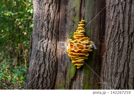Laetiporus sulphureus or chicken of the woods mushroom on tree Laetiporus sulphureus or chicken of the woods mushroom on tree 142267259