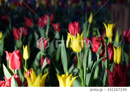 Red and Yellow Tulips Blooming in Spring Garden Red and Yellow Tulips Blooming in Spring Garden 142267299