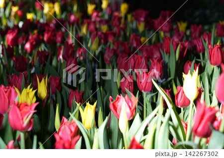 Red and Yellow Tulips in a Garden Red and Yellow Tulips in a Garden 142267302