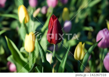 Red Tulip Flower Bud in a Colorful Garden Scene 142267310