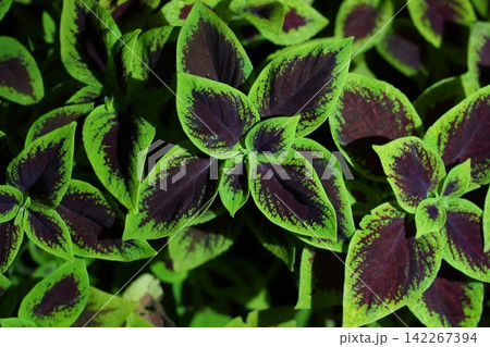 Coleus Plant Colorful Foliage Ornamental Plant Background 142267394