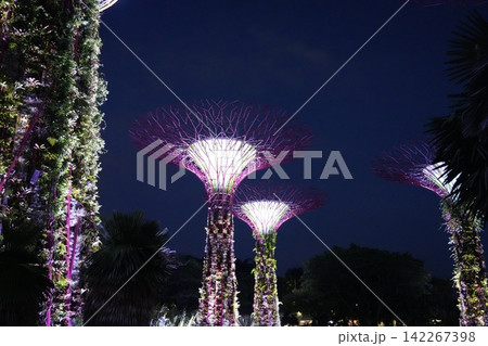 Gardens by the Bay Supertrees at Night in Singapore 142267398
