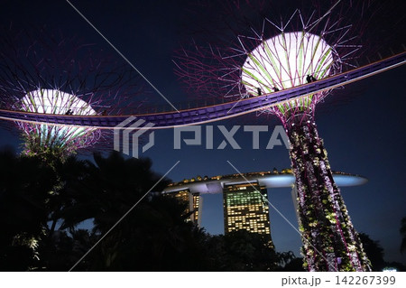Gardens by the Bay Singapore Supertrees at Night Gardens by the Bay Singapore Supertrees at Night 142267399