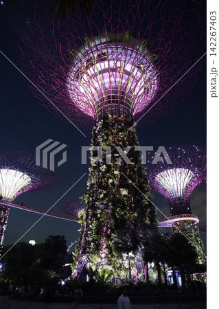 Gardens by the Bay Singapore Night Photography Gardens by the Bay Singapore Night Photography 142267403