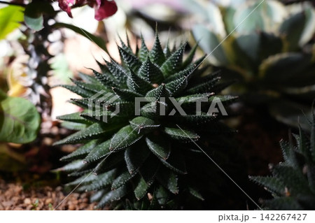 Haworthia Fasciata Close Up Succulent Photography Haworthia Fasciata Close Up Succulent Photography 142267427