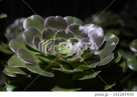 Aeonium Succulent Plant Close Up View of Flower Aeonium Succulent Plant Close Up View of Flower 142267430