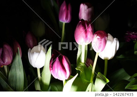 Tulip Flowers Dark Background Floral Still Life Photo Tulip Flowers Dark Background Floral Still Life Photo 142267435