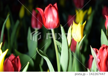 Red and Yellow Tulips in Bloom Springtime Flowers Red and Yellow Tulips in Bloom Springtime Flowers 142267447