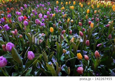 Colorful Tulip Field in Springtime Bloom 142267455