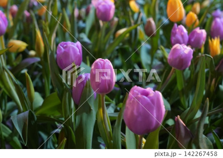 Purple and Yellow Tulips in Bloom Close Up Purple and Yellow Tulips in Bloom Close Up 142267458