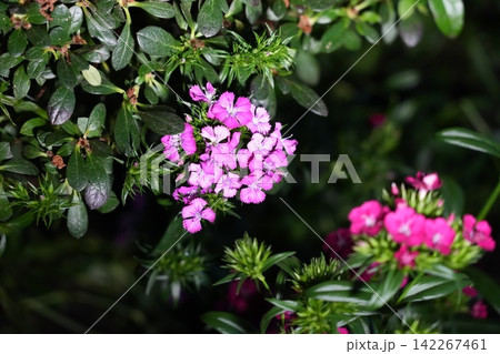 Pink Dianthus Flowers in Bloom Garden Scene Pink Dianthus Flowers in Bloom Garden Scene 142267461