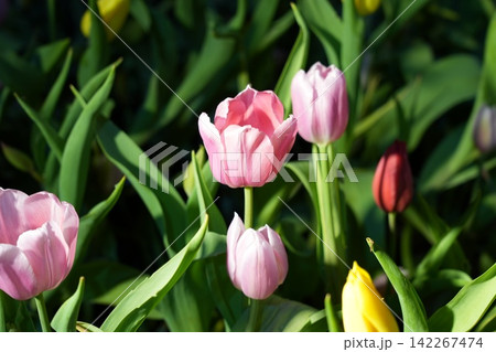Pink Tulip Flowers in Bloom Springtime Garden Beauty Pink Tulip Flowers in Bloom Springtime Garden Beauty 142267474