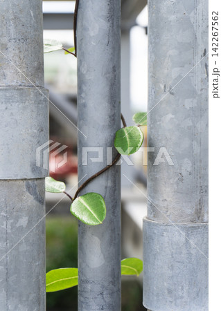 Close-up of green vine leaves growing between gray industrial steel pipes capturing the contrast of nature and industry with fresh foliage climbing through metal pipework. Close-up of green vine leaves growing between gray industrial steel pipes capturing the contrast of nature and industry with fresh foliage climbing through metal pipework. 142267562