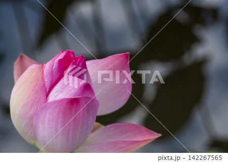 Close-up of a pink lotus bud just beginning to bloom with delicate petals glowing against a dark blurred background of lotus leaf shadows in a serene nature shot. Close-up of a pink lotus bud just beginning to bloom with delicate petals glowing against a dark blurred background of lotus leaf shadows in a serene nature shot. 142267565