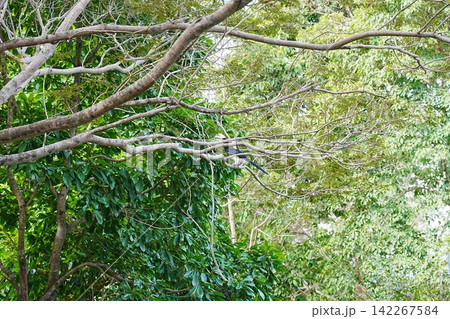 Oriental Pied Hornbill in Lush Green Tree Canopy Oriental Pied Hornbill in Lush Green Tree Canopy 142267584