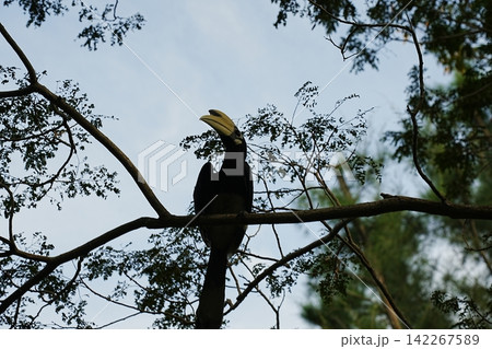 Oriental Pied Hornbill Bird on a Branch Nature Image Oriental Pied Hornbill Bird on a Branch Nature Image 142267589