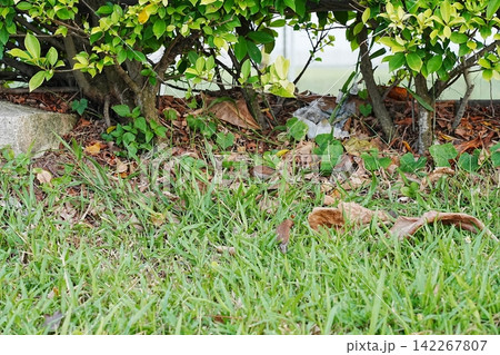 Bird in the Grass Nature Scene Photography Bird in the Grass Nature Scene Photography 142267807