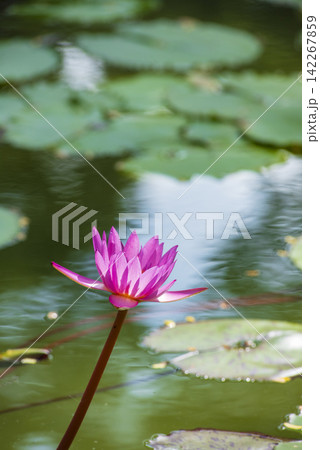 A single vibrant pink water lily blooming above a pond surrounded by green lily pads with soft cloud reflections on the rippling water surface in a serene natural setting. A single vibrant pink water lily blooming above a pond surrounded by green lily pads with soft cloud reflections on the rippling water surface in a serene natural setting. 142267859