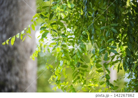 Close up of lush green leaves hanging from branches in sunlight, with varying shades of green illuminated against a soft blurred background and a tree trunk on the left. Close up of lush green leaves hanging from branches in sunlight, with varying shades of green illuminated against a soft blurred background and a tree trunk on the left. 142267862